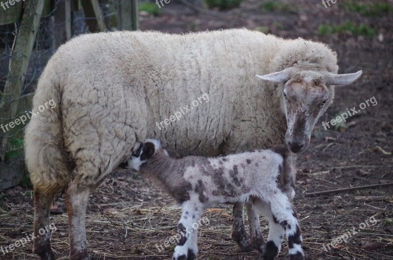 Sheep Nature Animal Agro-industry Free Photos