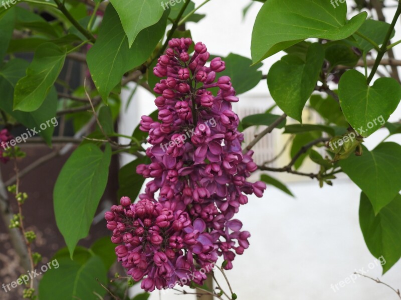 Nature Plant Flower Leaf Tree