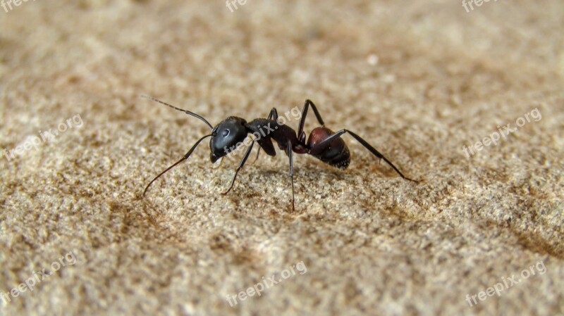 Ant Black Ant Nature Animalia Wild Life