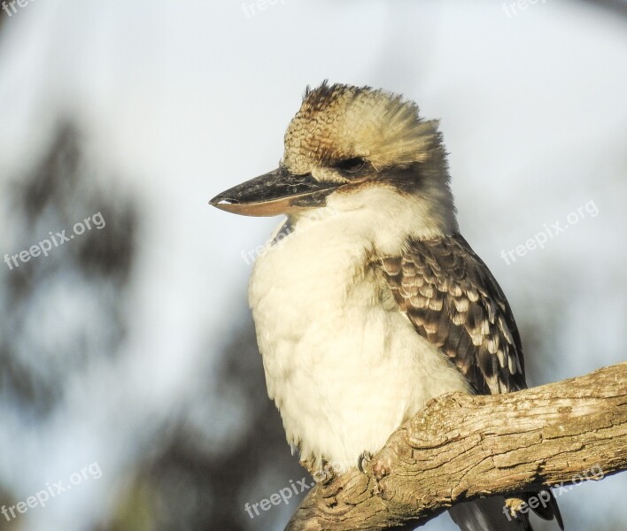 Bird Wildlife Animal Nature Outdoors