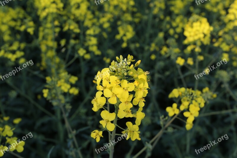 Flower Nature Plant Field Summer