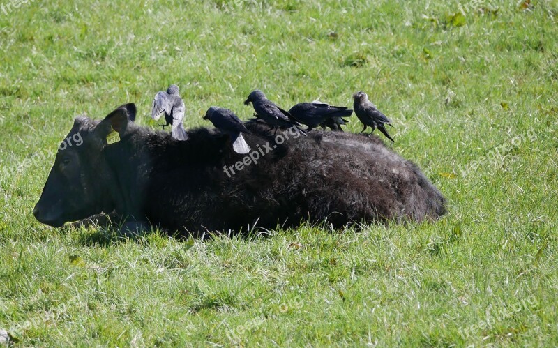 Grass Animal Cattle Cow Crows