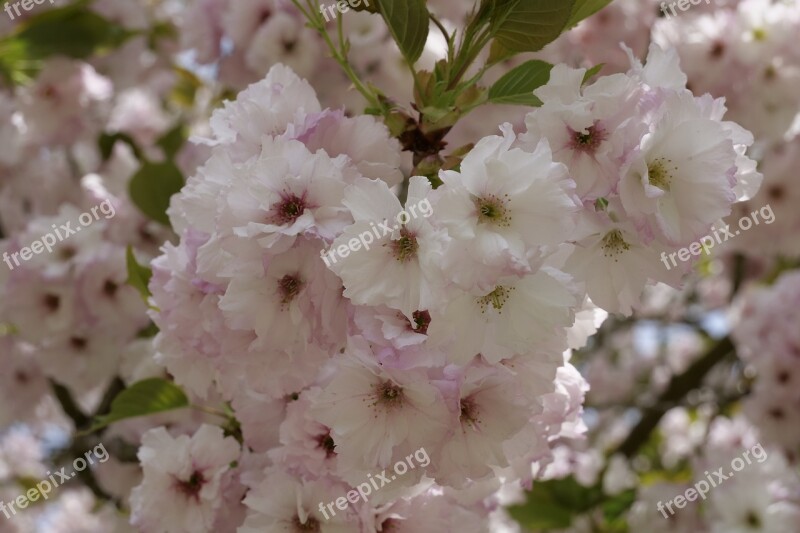 Flowers Cherry Tree Cherry Blossoms Cherry Wood Plant