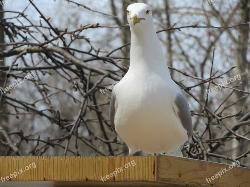 Nature Bird Animal Outdoors Wildlife