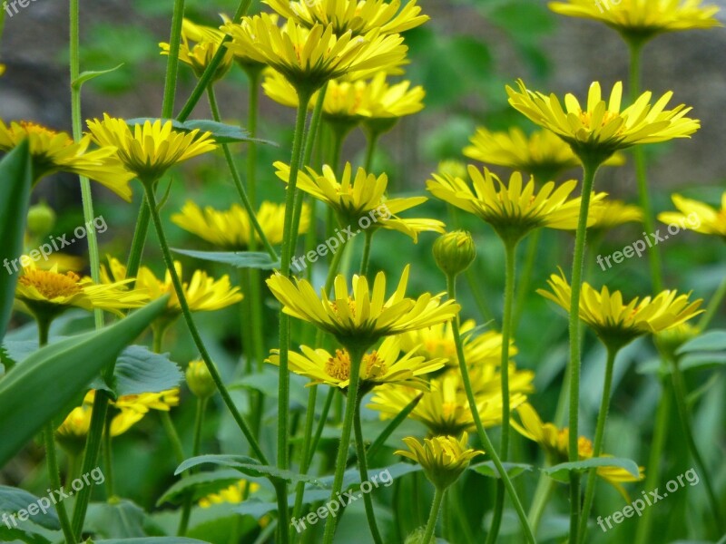 Nature Plant Flower Summer Field