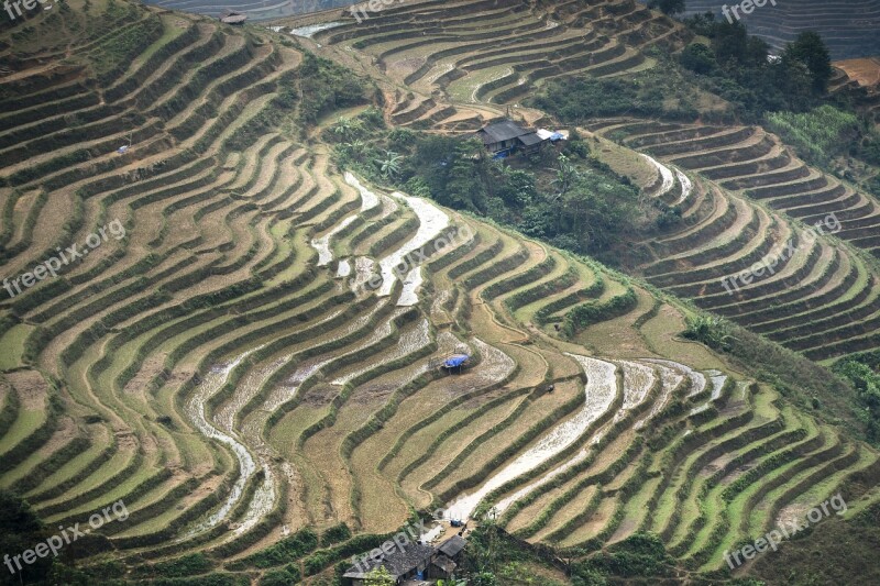 Terraces Scenery Son La Moc Chau Magical