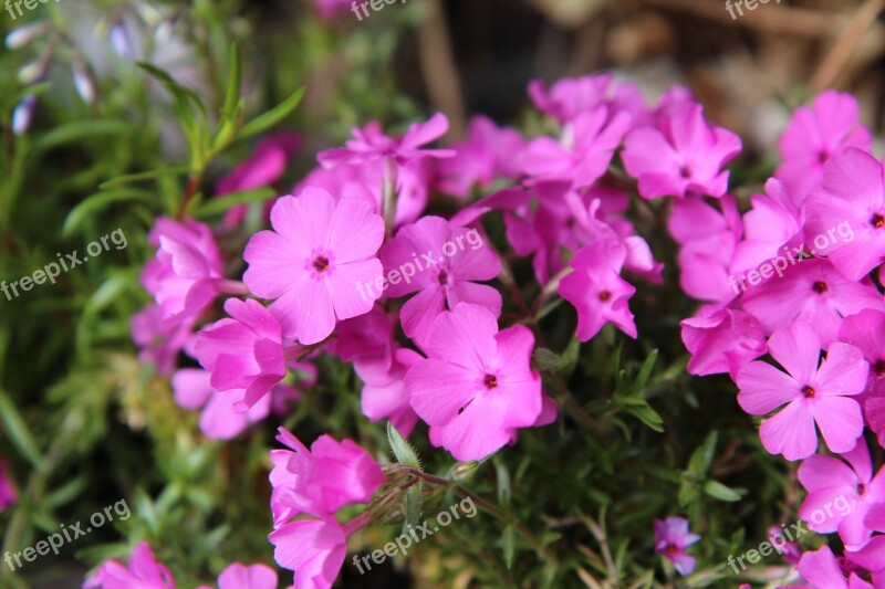 Phlox Phlox Pink Phlox Spring Spring-flowering Perennial