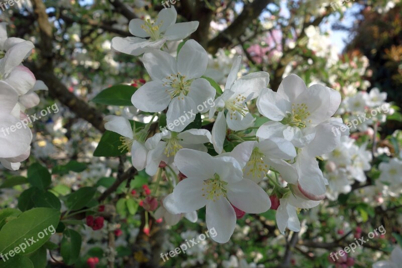 Flower Tree Plant Garden Nature