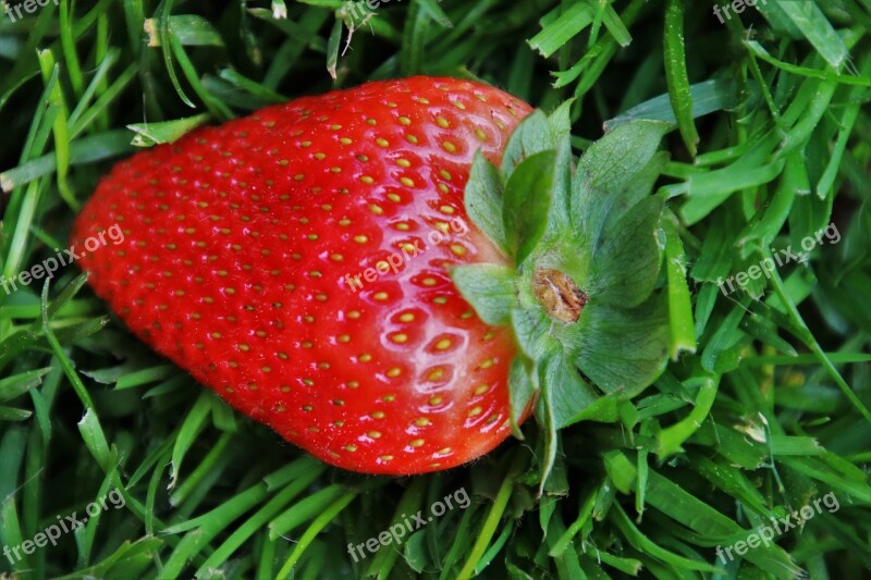 Grass Strawberry Spring Tasty Nature