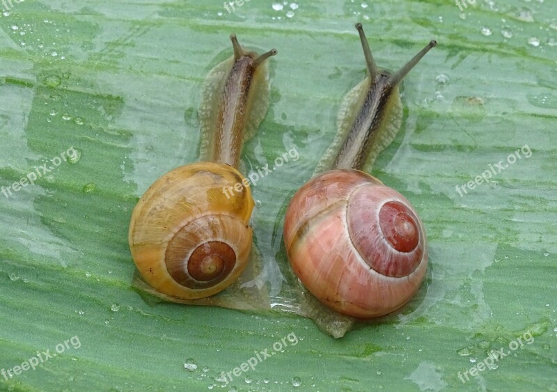 Snail Shell Spiral Mollusk Slowly