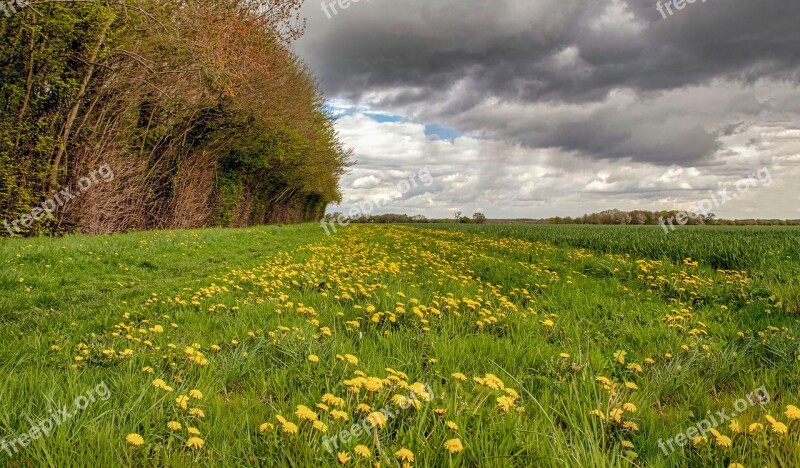 Grass Nature Field Hayfield Landscape