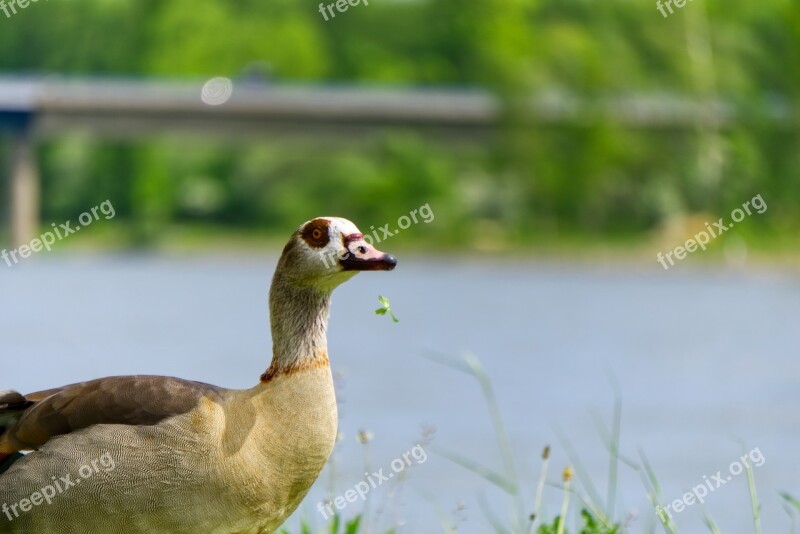 Nilgans Duck Animal Eat Food