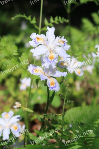 Flowers Plant Natural Leaf Petal