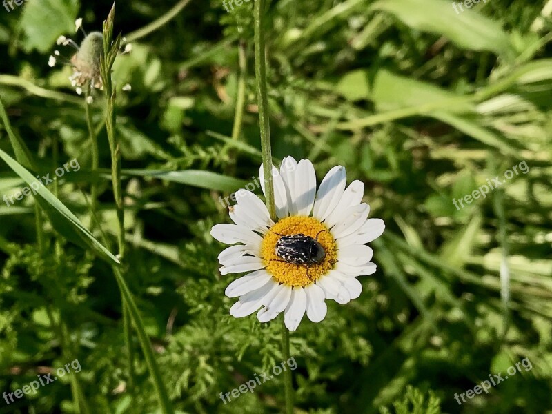 Plant Nature Flower Summer Area