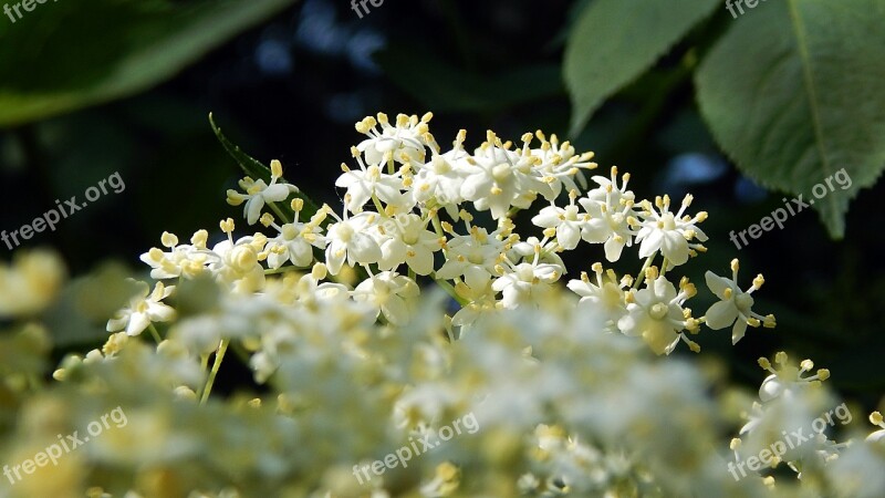 Nature Flower Plant Outdoors Elderflower