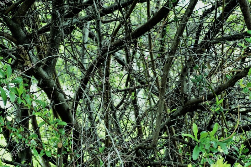 Nature Wood Tree Leaf Flora