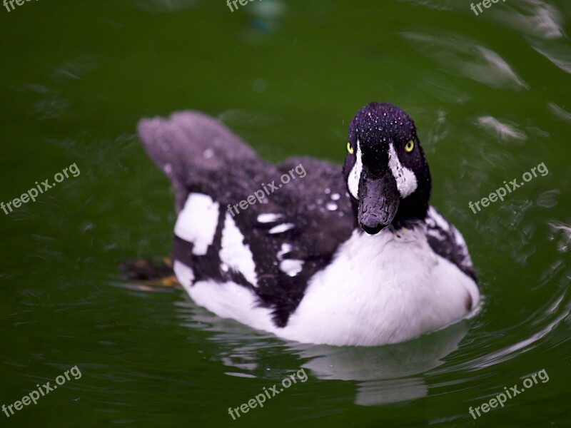 Duck Bird Animal World Nature Waters