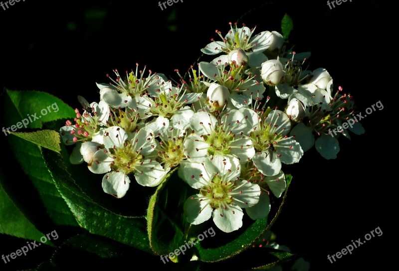 Nature Flower Aronia Sprig Spring