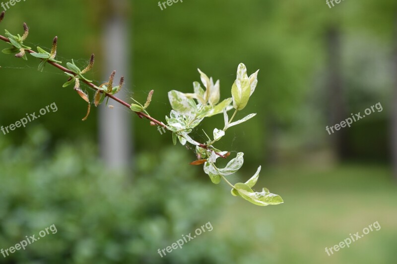 Nature Plant Leaf Willow Tree