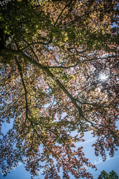 The Crown Of The Tree Leaves Tree Deciduous Tree Light