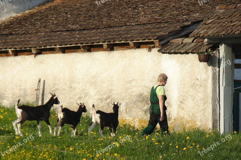 Farm Goat Boy Young Goats Switzerland