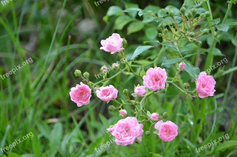 Small Roses Nature Plant Flower