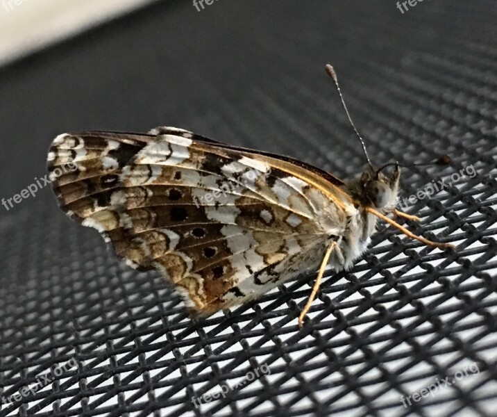 Small Butterfly Antenna Tiny Butterfly Small