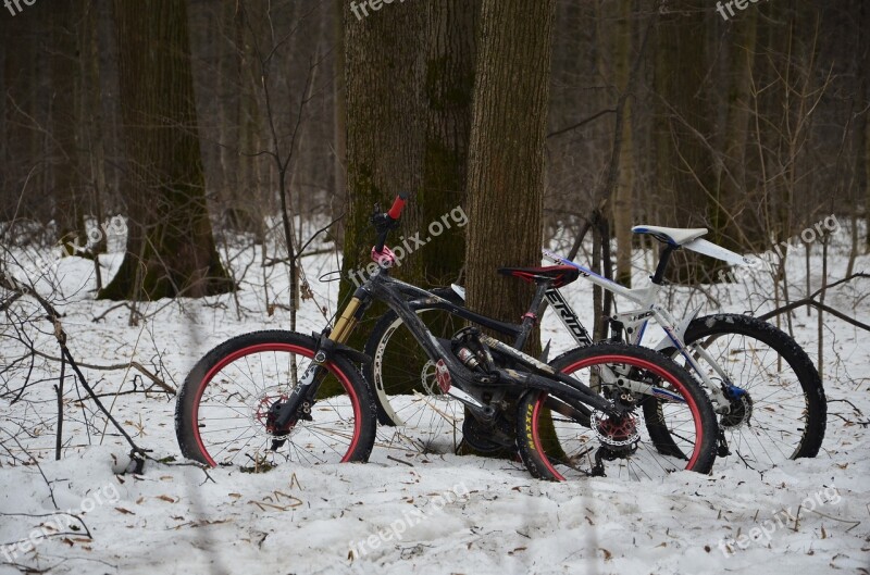 Forest Snow Winter Wood Nature