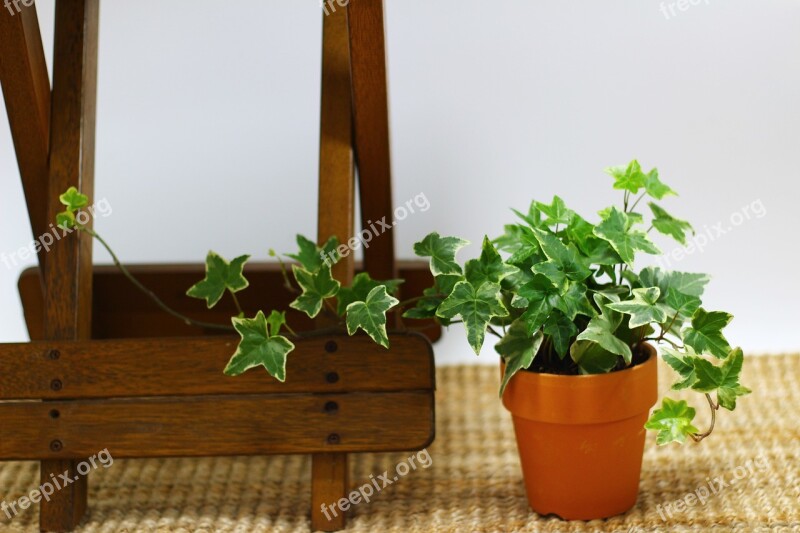 Ivy Potted Plant Plants Leaf Mini Potted