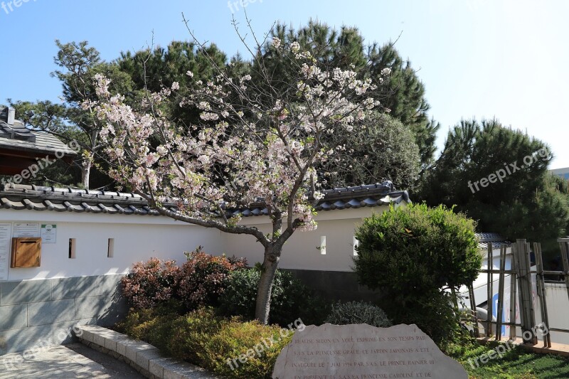 Tree Nature Flower Architecture Outdoor