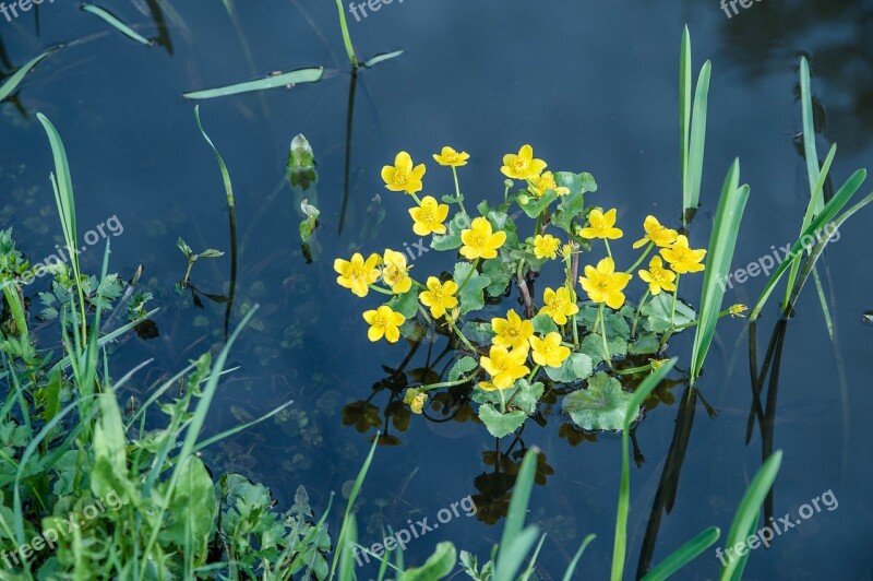 Caltha Palustris Blossom Bloom Aquatic Plant Yellow