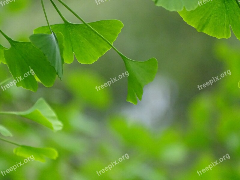 Leaf Plant Growth Nature Lush