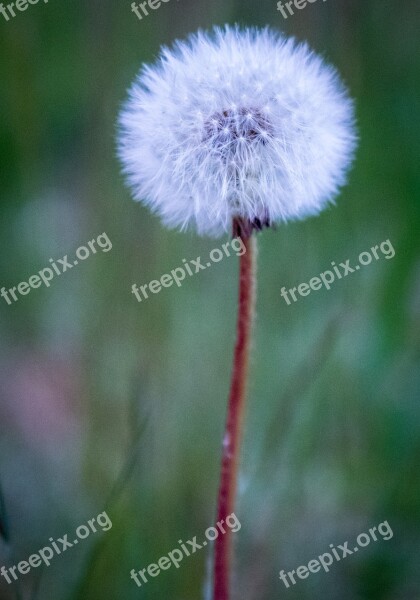 Nature Flower Plant Dandelion Summer