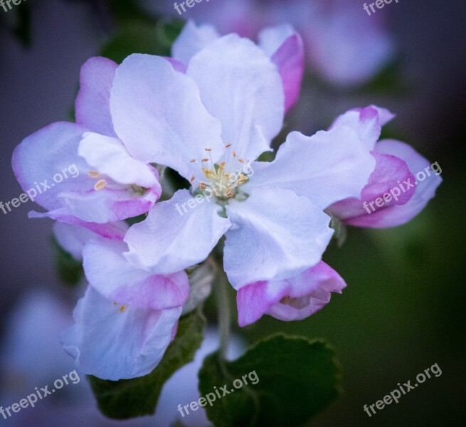 Flower Plant Nature Branch Petal