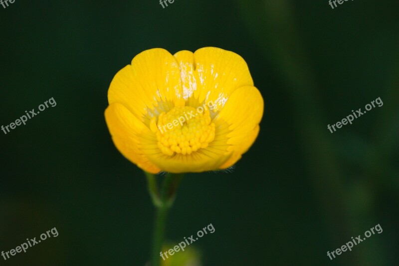 Nature Plant Flower Summer Bright