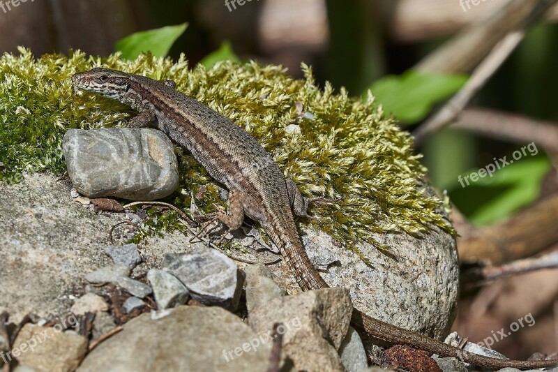 Lizard Nature Animal World Animal Reptile