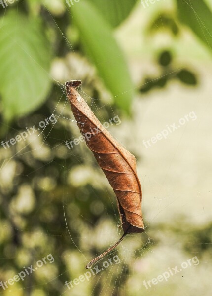 Nature Insect Leaf Flora Invertebrate