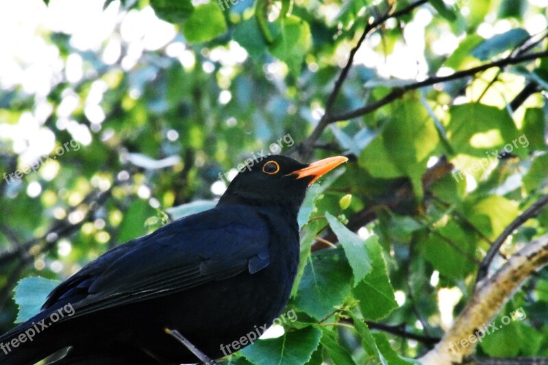 Bird Nature Wild World Outdoors Wood