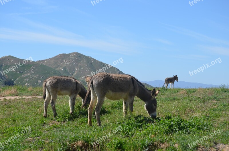 Wild Burros California Burros Animal Mammal Grass