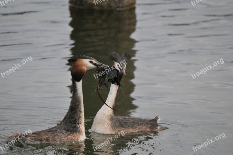 Waters Lake Great Crested Grebe Balz Courtship