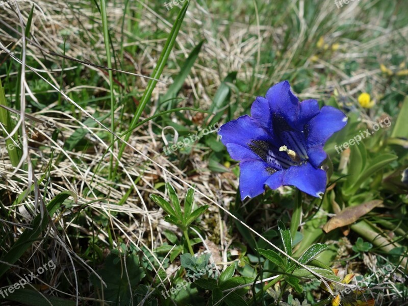 Gentian Blue Alpine Flower Free Photos