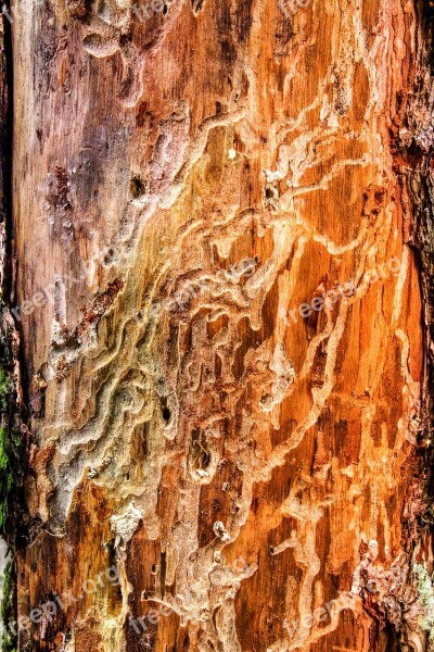 Nature Bark Beetles Wood Worm Pest Damaged