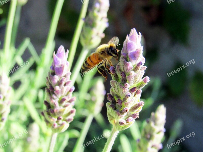 Flower Nature Insect Open Air Free Photos