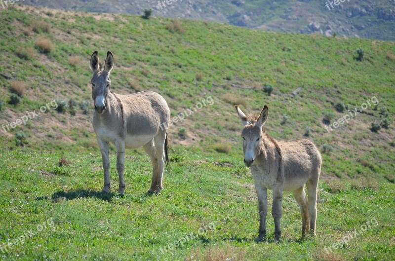 Wild Burros Nature Mammal Animal Grass