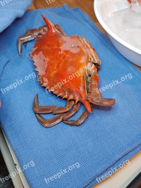 Crab Seafood Crustacean Shellfish Claw