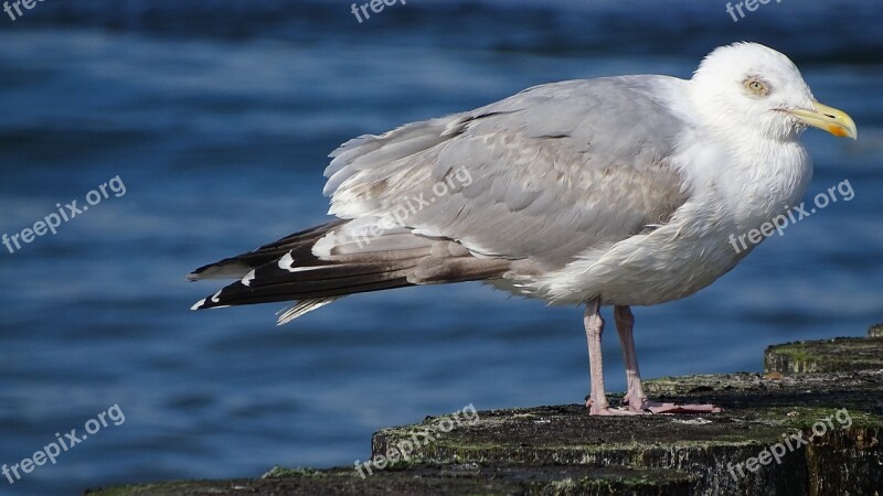 Birds Nature Sea Monolithic Part Of The Waters The Baltic Sea