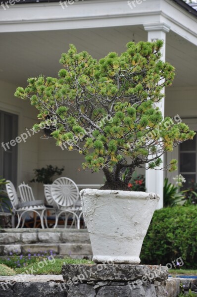 Garden Architecture Tree Plant Bonsai