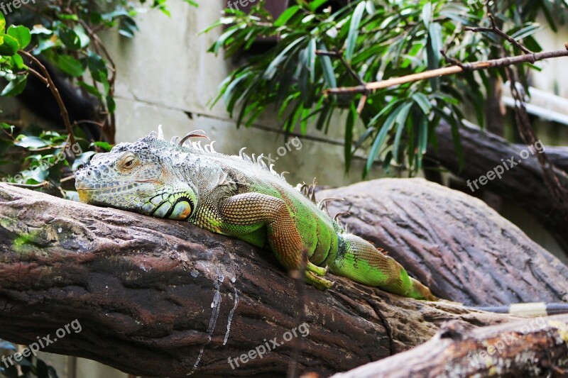 Reptile Animal Tropical Animal World Lizard