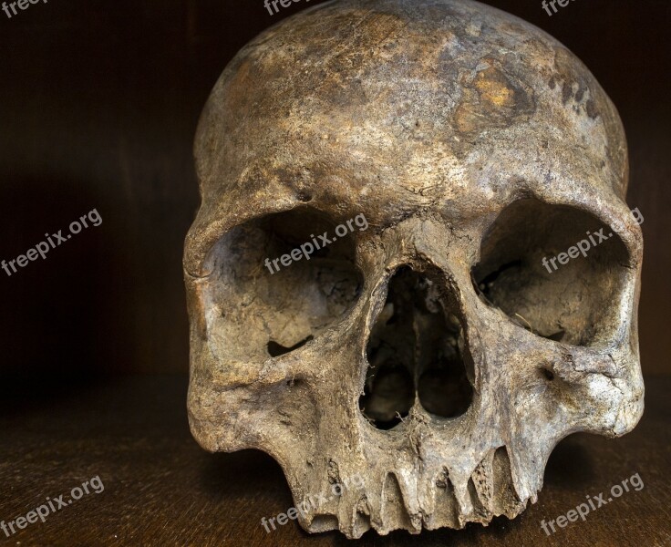 Skull Skeleton Bone Brain Skull Grave