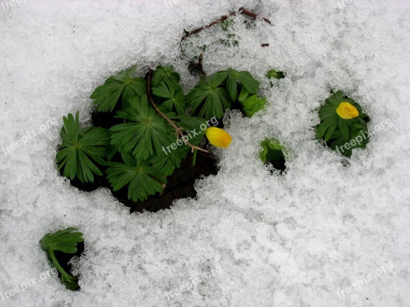 Meadow Plant Snow Leaves Blossom